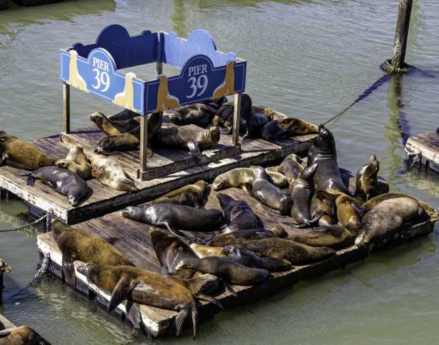 sea lions at PIER 39