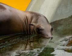 California sea lion