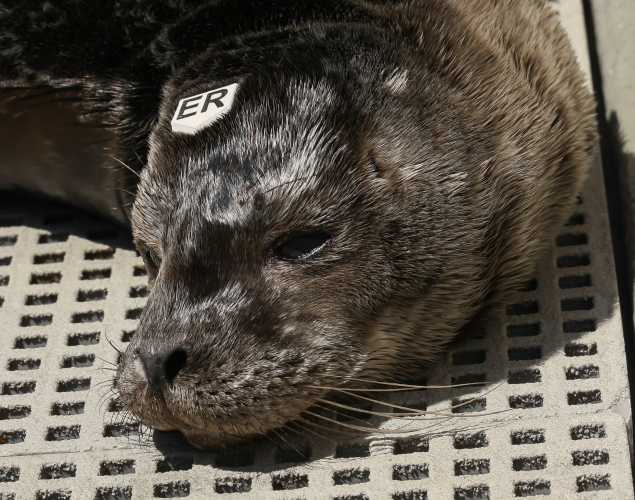 harbor seal Terra