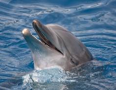 bottlenose dolphin