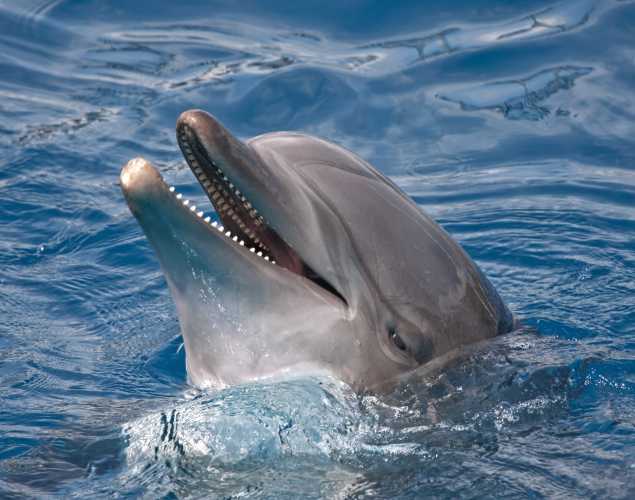 bottlenose dolphin