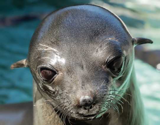 Guadalupe fur seal Neshema