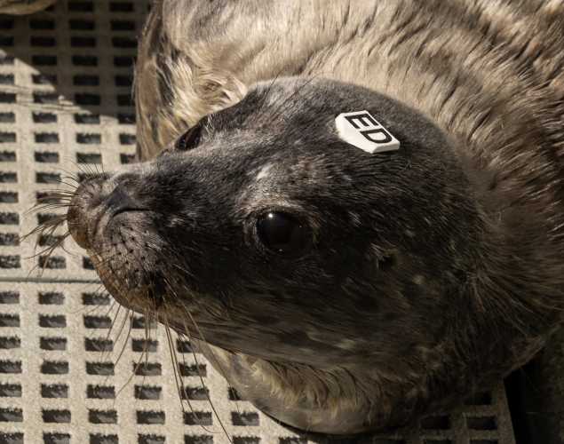harbor seal Ellwood