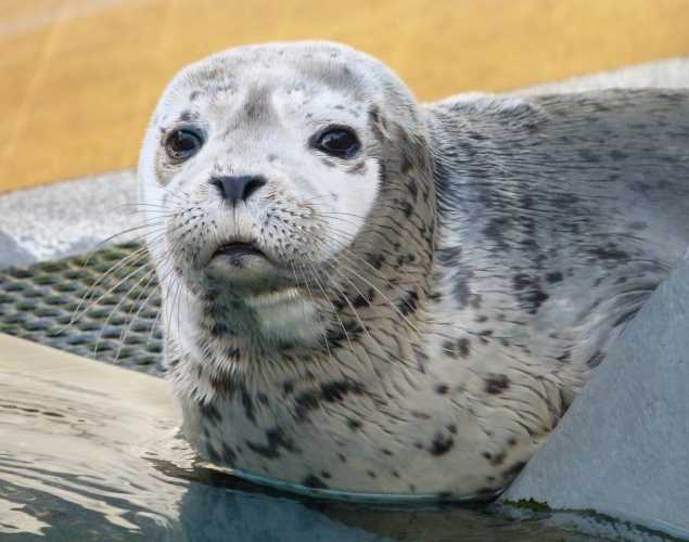 harbor seal Maryellen