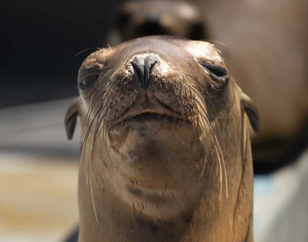 California sea lion Eelgrass