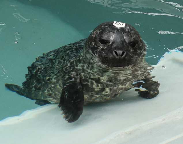 harbor seal Isotope