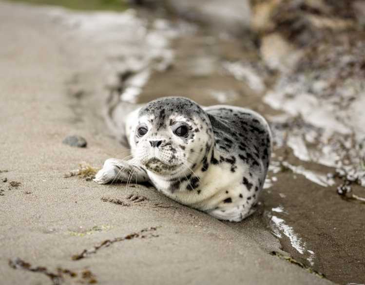 A newborn harbor seal pup rests alone along the ocean water line.