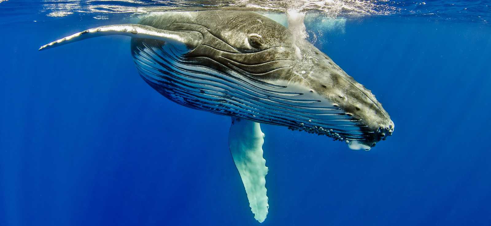 humpback whale underwater