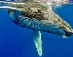 humpback whale underwater