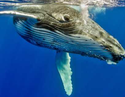 humpback whale underwater