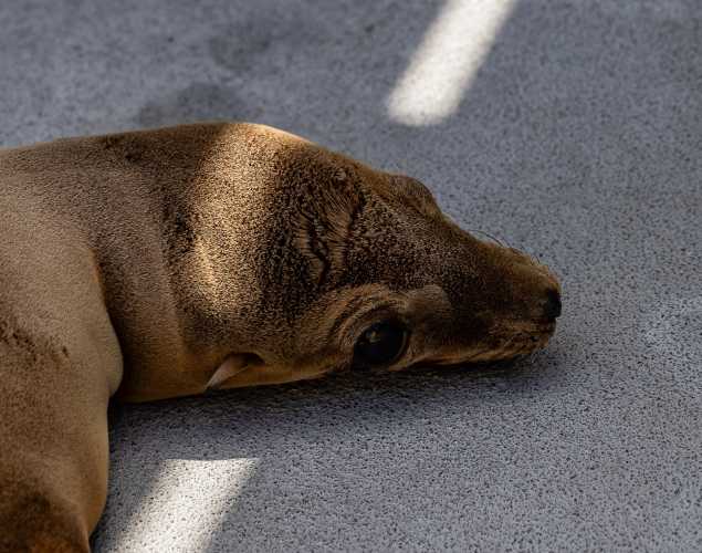 California sea lion Figamo