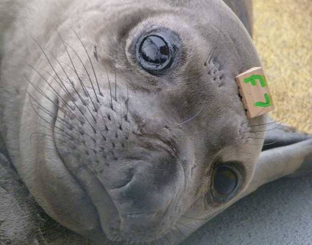 northern elephant seal Xantham