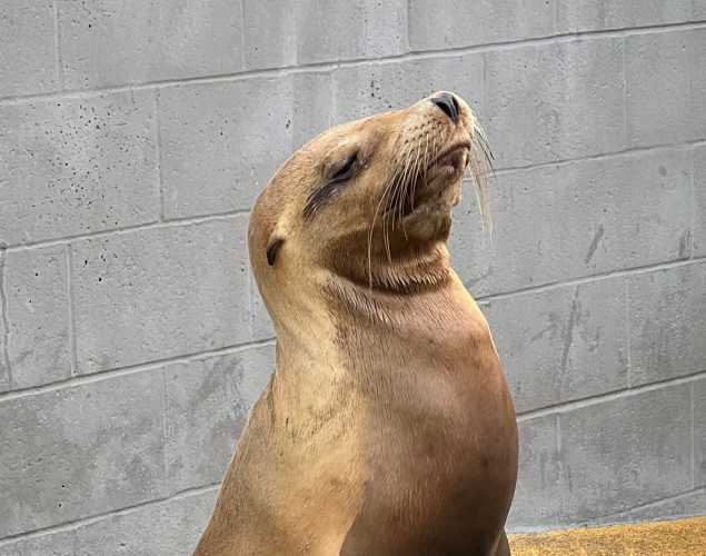 California sea lion Hayden