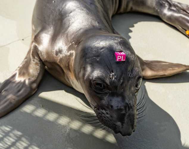 northern elephant seal pup plumas