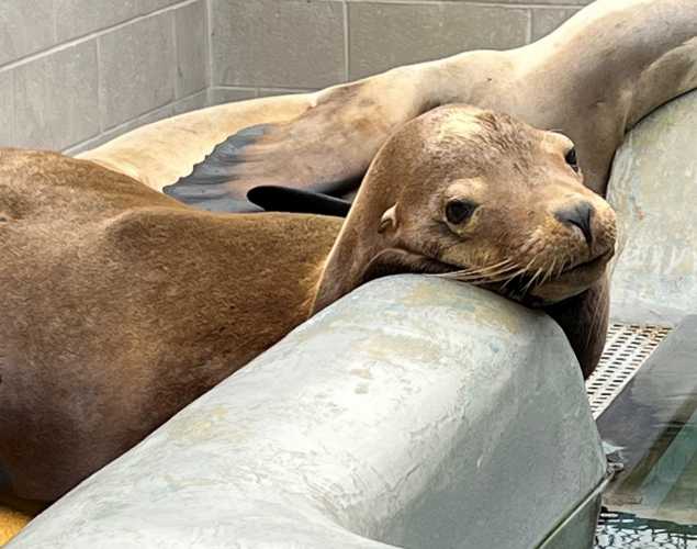 California sea lion Augustus