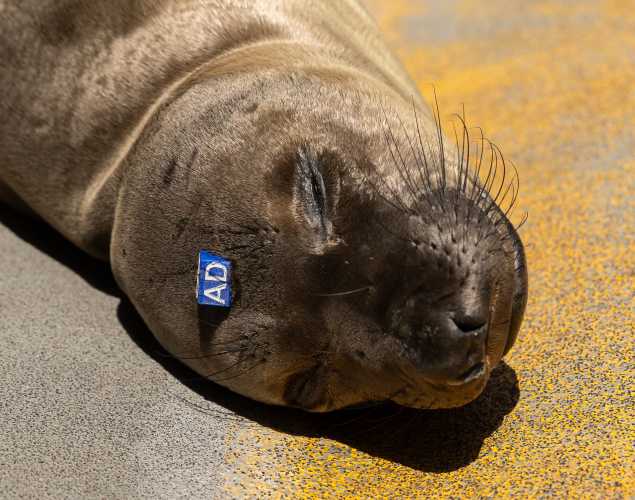 northern elephant seal Deanie