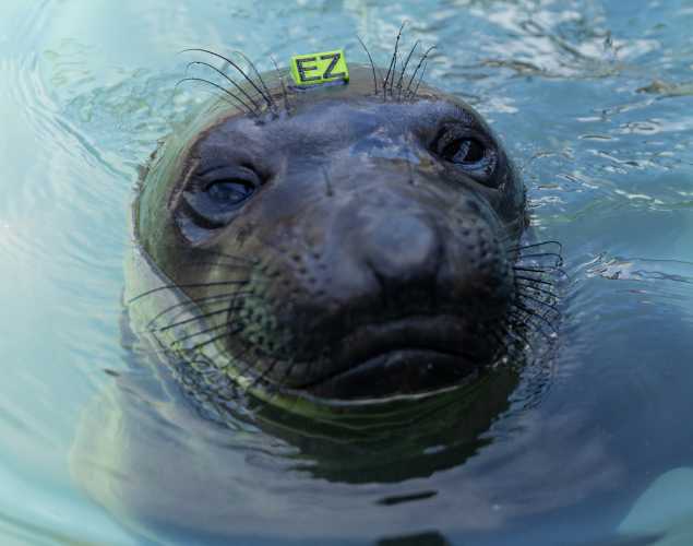 northern elephant seal Librarian