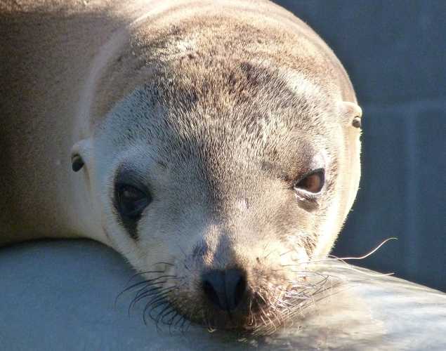 California sea lion Lark