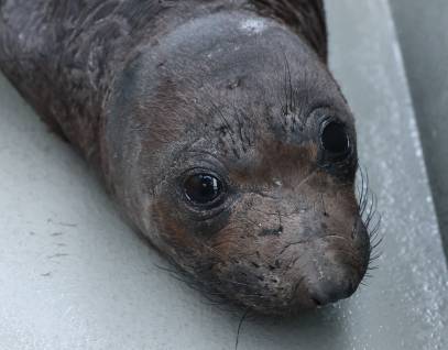 northern elephant seal Tresor