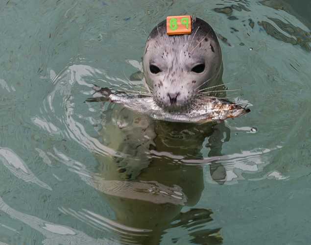 harbor seal Walkabout