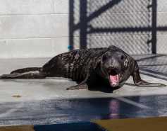 Elephant seal Juanita