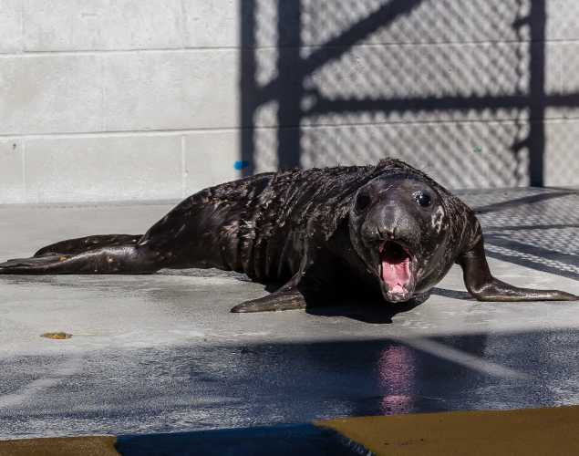 Elephant seal Juanita