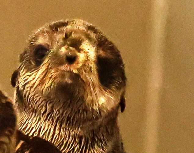 northern fur seal Mugwort