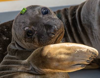 northern elephant seal Windward