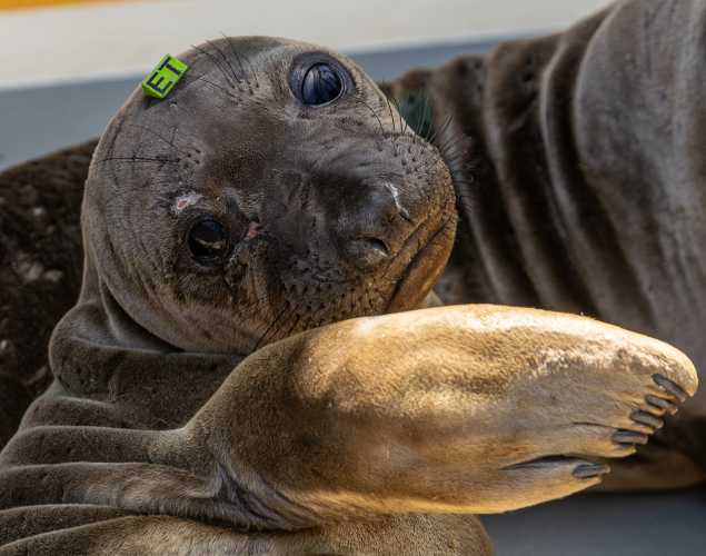 northern elephant seal Windward
