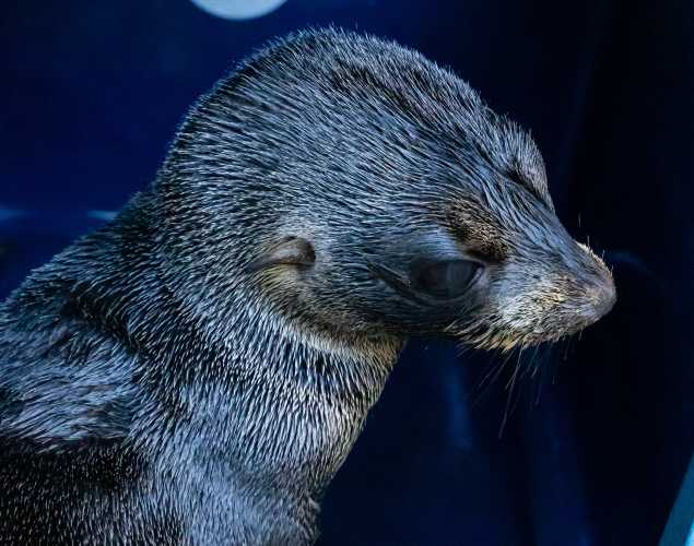 Guadalupe fur seal Gabby