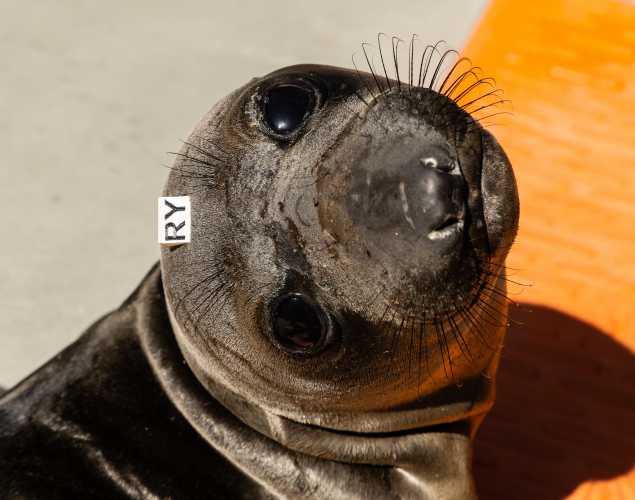 northern elephant seal Lancaster