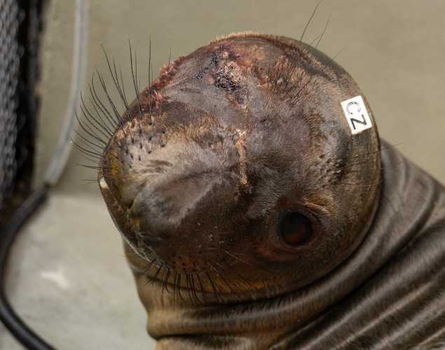 northern elephant seal Carrizo