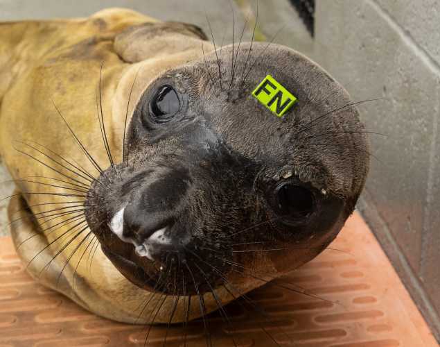 northern elephant seal Picolini