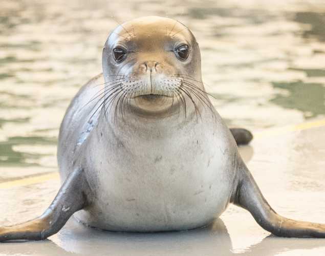 Hawaiian monk seal `Awapuhi 