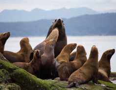 Group of Steller sea lions