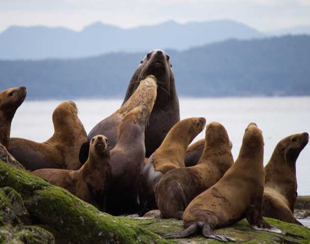 Group of Steller sea lions