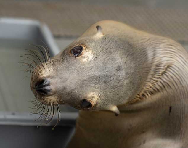 California sea lion Hazy