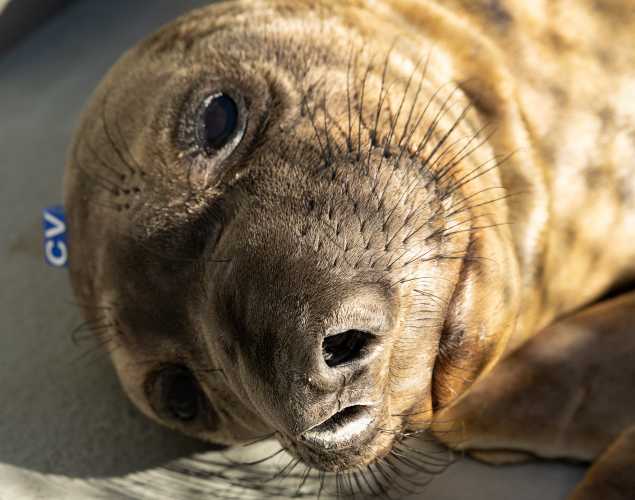 northern elephant seal Cillian