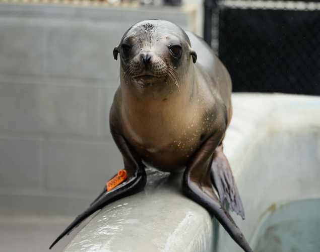 California sea lion Goldleaf