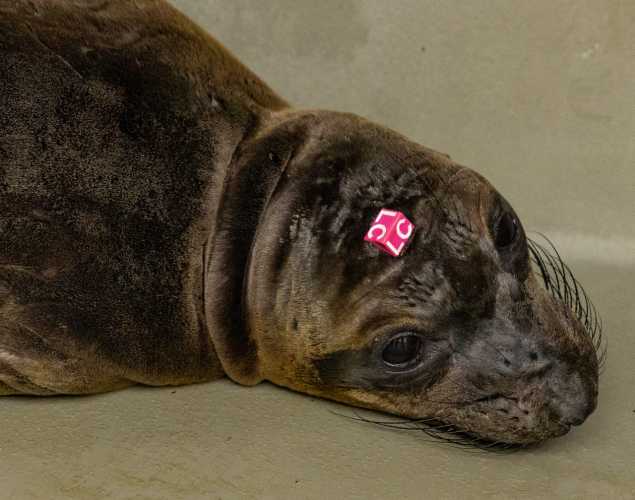 elephant seal pup valtteri