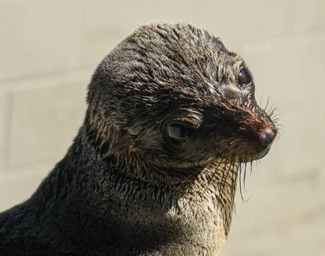 Guadalupe fur seal Islay