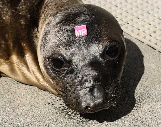 northern elephant seal Loggerhead