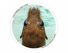 Patient Faces Stickers 