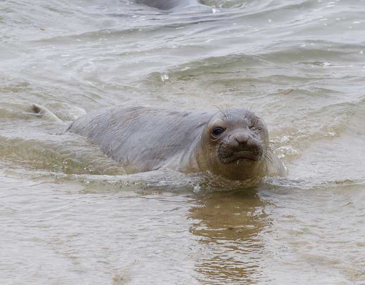 An elephant seal with one eye rests in shallow water.