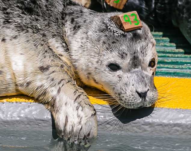harbor seal Boulders