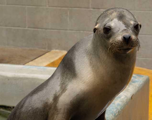 cafecito sea lion