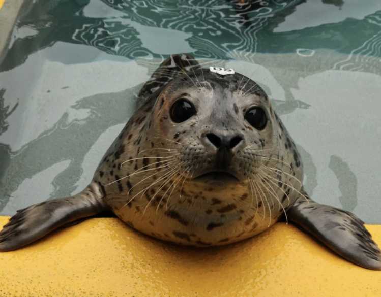 adopt a seal harbor seal meringue