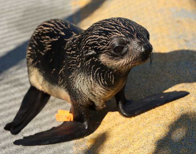 northern fur seal Peas
