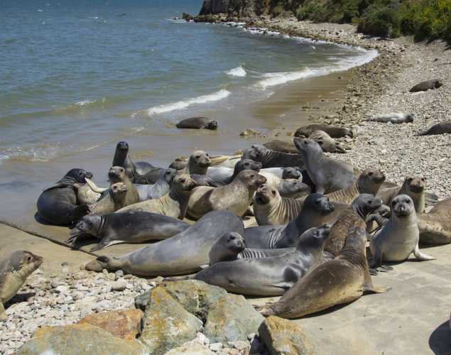 group of elephant seals on a sandy beach