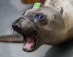 northern elephant seal with mouth open, showing teeth